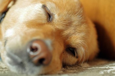 Köpek 'in yüzüne yakın çekim yap, yerde uyu. Sığ alan derinliği