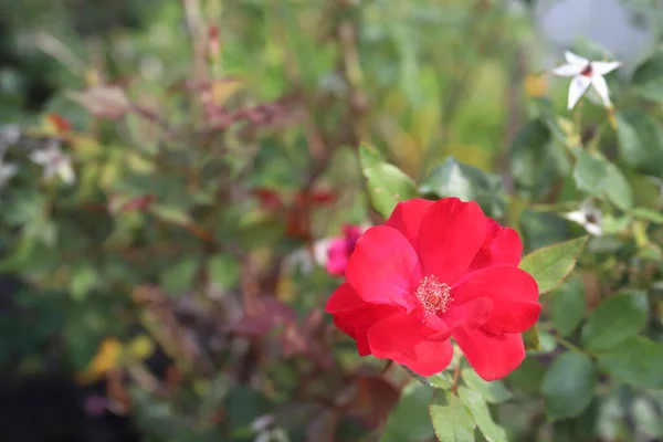 Rose Rouge Sur Buisson Encadrée Droite Avec Espace Ouvert Gauche — Photo