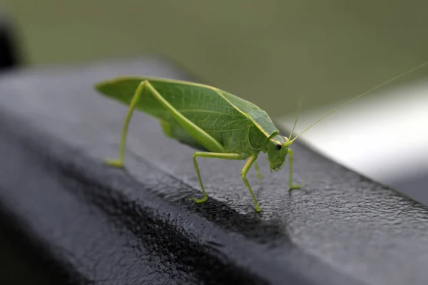 Grasshopper Verde Primer Plano Superficie Negra —  Fotos de Stock