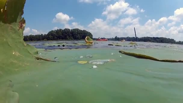 Pessoas de caiaque no lago com almofadas de lírio — Vídeo de Stock
