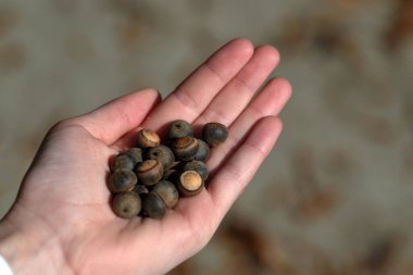 Sonbaharda düşen meşe palamudunu tutan kızlar, metin kopyası için yer