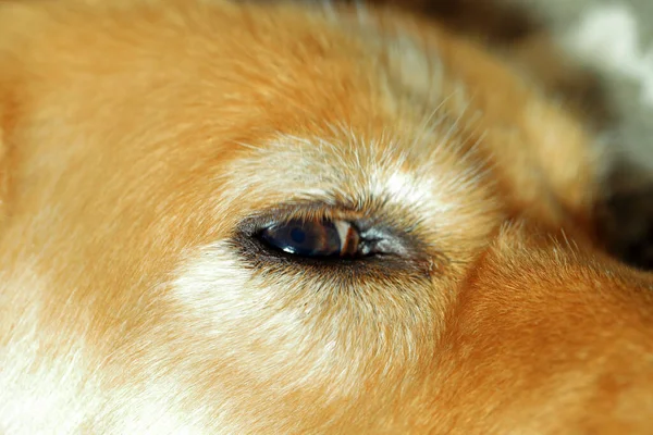 Close Dog Eye Alert Golden Fur Shallow Depth Field — Stock Photo, Image