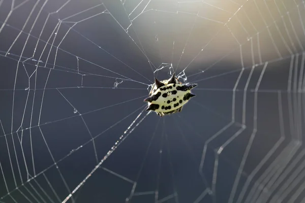 Gele Spin Web Stekelige Ruggegraatwever Gasteracantha Cancriformis — Stockfoto