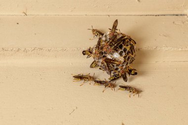 Evin verandasında asılı duran kağıt yuvasındaki eşekarıları