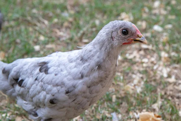 Sällskapsdjur Kyckling Ung Ålder Trädgården — Stockfoto