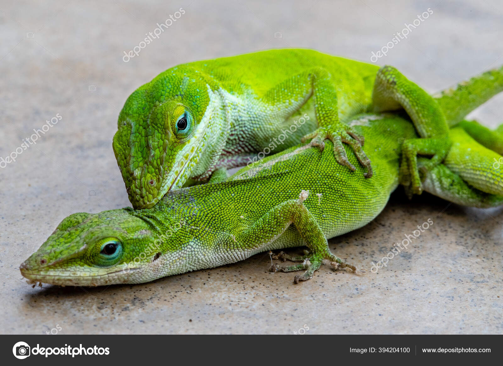 Imágenes de Green anole libres de derechos | DepositPhotos, image size:1600x1167