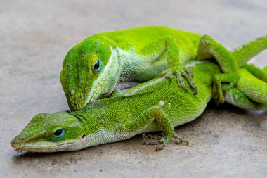 Green lizards, the Carolina Anole, mating clipart