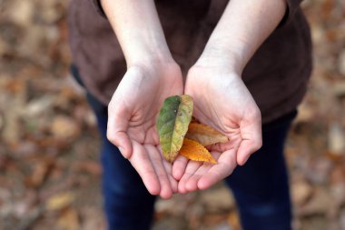Açık eller düşmüş güzel sonbahar yapraklarını tutuyor açık havada