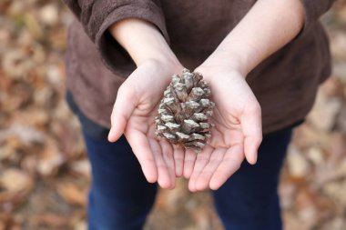 Sonbaharda çam kozalağı tutan çocukların elleri