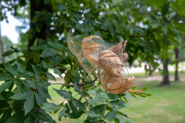 Spunnet Hösten Webbmaskar Ett Träd Med Band Blad Och Larver — Stockfoto