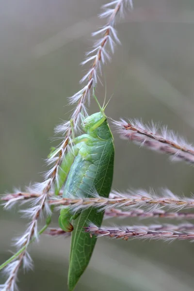 Grön Gräshoppa Närbild Anläggningen Naturen — Stockfoto