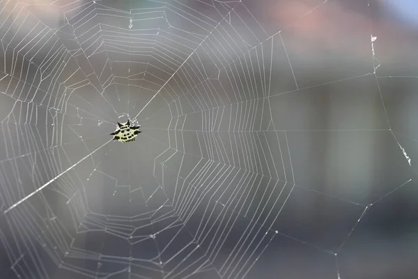 Żółty Pająk Sieci Spiny Backorb Weaver Gasteracantha Cancriformis — Zdjęcie stockowe