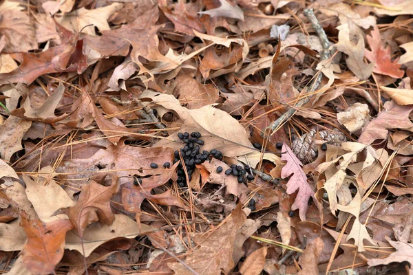 Caca Ciervo Sobre Hojas Caídas Bosque —  Fotos de Stock