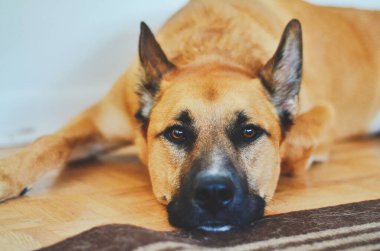 Alman çoban köpeği Sibirya kurdu melez köpeği yere yatıp doğrudan kameraya bakıyor.