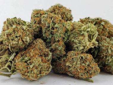 Kurumuş çiçek grubu Sativa türü kenevir beyaz bir arkaplan önünde tomurcuklanır Sativa