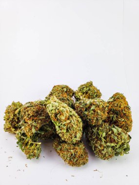 Bir grup kuru çiçek Sativa türü kenevir beyaz bir arkaplan önünde tomurcuklanır