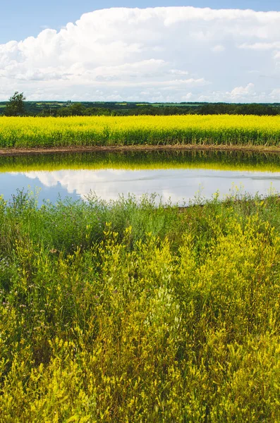 Vibrerande Gula Canola Fält Landsbygden Manitoba Kanada — Stockfoto