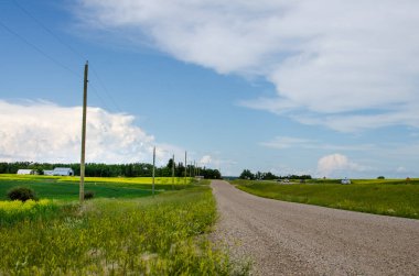 Country roads and vibrant yellow canola fields in rural Manitoba, Canada clipart