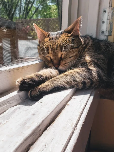 可爱的绒毛猫睡在阳光灿烂的窗前 — 图库照片