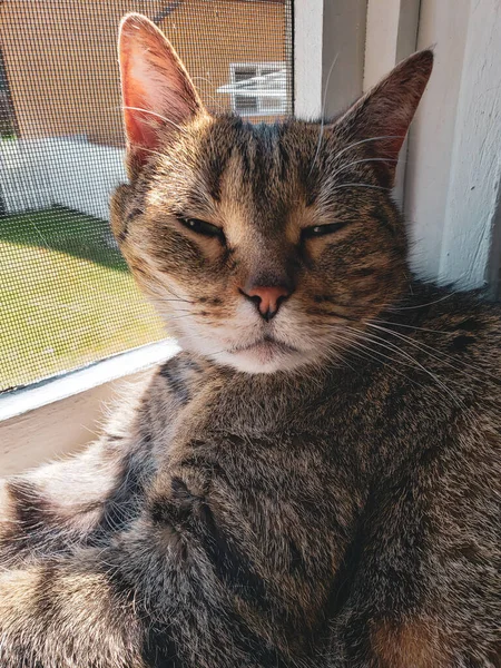 Cat Eyes Half Open Laying Sunshine Filled Windowsill — Stock fotografie