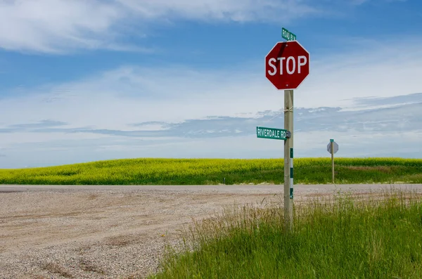 Stop Sign Country Roads Vibrant Yellow Canola Fields Rural Manitoba Stock Picture