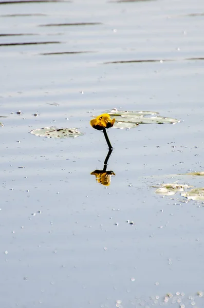 Gele Waterlelie Die Uit Het Wateroppervlak Prikt Het Hickey Lake — Stockfoto