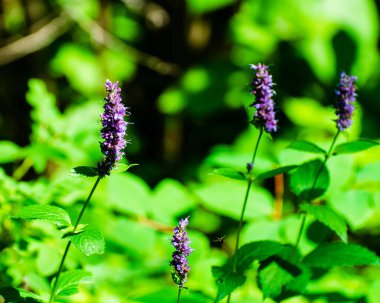 Manitoba, Kanada 'daki Duck Dağı İl Parkı' nda mor çiçekler