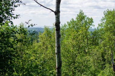 Duck Mountain Provincial Park, Manitoba, Kanada 'daki Kel Dağ Yürüyüş Yolu