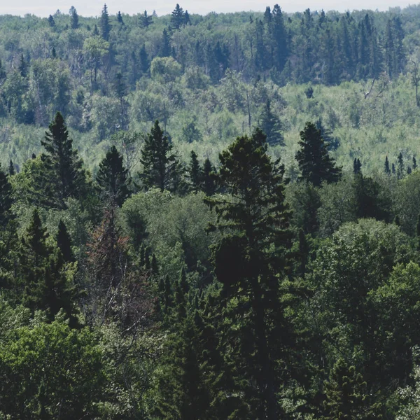 Utsikt Över Skogar Baldy Mountain Vandringsled Duck Mountain Provincial Park — Stockfoto