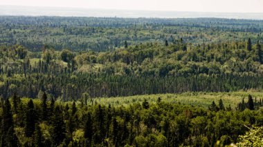 Duck Mountain Provincial Park, Manitoba, Kanada 'daki Baldy Mountain Yürüyüş Yolu' ndan bir orman manzarası.