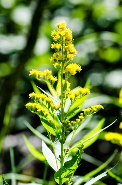 马尼托巴省鸭山省公园光秃秃的山地远足小径上的艳黄花朵 — 图库照片