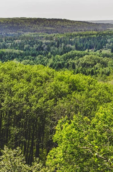 Majestätisk Utsikt Från Shell River Valley Vandringsled Duck Mountian Provincial — Stockfoto