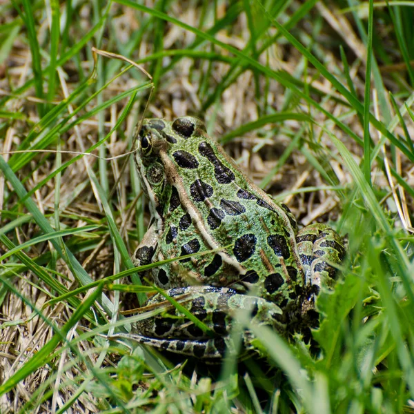 Grenouille Léopard Assise Dans Herbe Haute Sentier Randonnée Vallée Rivière — Photo