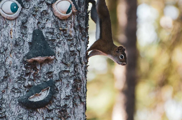 American Tree Squirrel Bajando Por Tronco Árbol Decorado Con Una —  Fotos de Stock