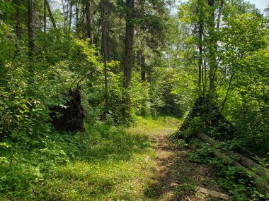 Duck Mountain Provincial Park, Manitoba, Kanada 'daki Baldy Dağı yürüyüş yolunda yemyeşil bir patika.