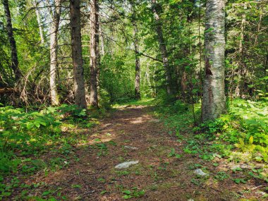 Duck Mountain Provincial Park, Manitoba, Kanada 'daki Baldy Mountain Hiking Patikası' nda güzel bir patika.