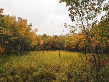 Assiniboine Ormanı, Winnipeg, Manitoba, Kanada 'da ağaçlarla çevrili güzel bir sonbahar manzarası.