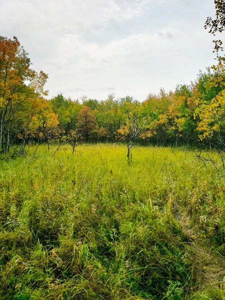 Прекрасна Осіння Сцена Розчищення Дерев Вкритих Золотисто Жовтим Листям Лісі — стокове фото