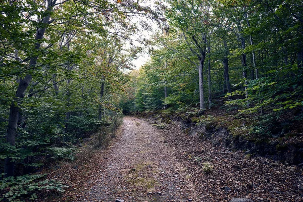 Bukový Les Moncayo Soriano — Stock fotografie