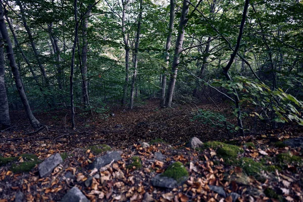 Bosque Hayas Moncayo Soriano — Foto de Stock