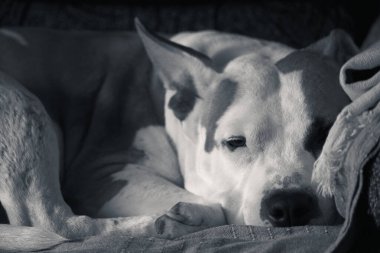                                Üzgün köpek yatakta ve kanepede