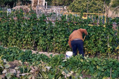                                Adam bahçede domates topluyor.