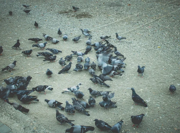 Много Птиц Ест Пляже — стоковое фото