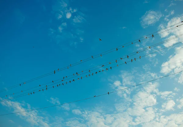 Massa Fåglar Tråden Med Blå Himmel — Stockfoto