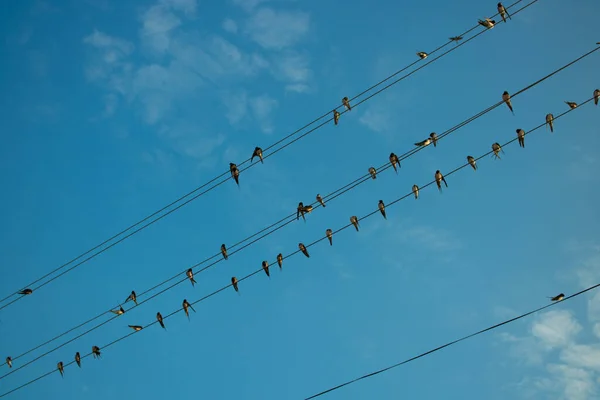 Montón Pájaros Alambre Con Cielo Azul —  Fotos de Stock