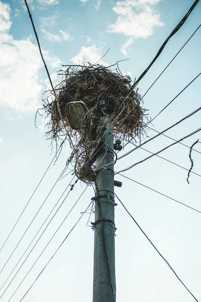 Electricity pylon and bird\'s house