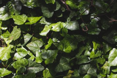 Bahçede yeşil yapraklı makro fotoğraf