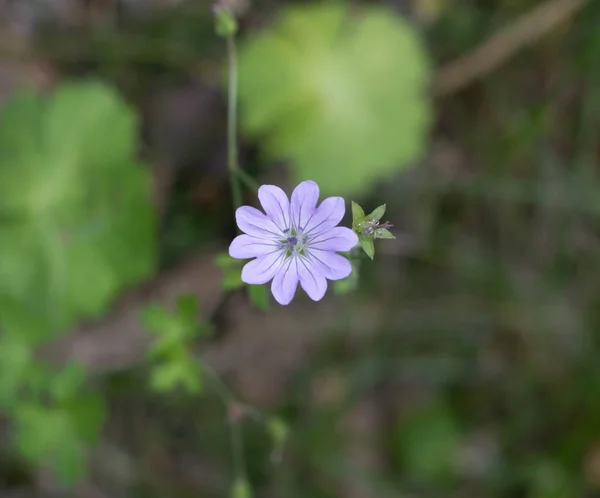 庭の紫色の小さな花マクロ写真 — ストック写真