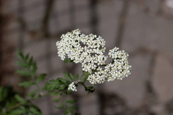 Foto Macro Flor Branca Jardim — Fotografia de Stock