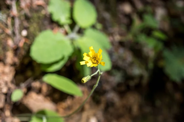 Κίτρινη Φωτογραφία Λουλούδι Μακροεντολή Στον Κήπο — Φωτογραφία Αρχείου